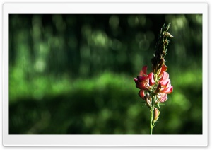 Flower 3 Ultra HD Wallpaper for 4K UHD Widescreen desktop, tablet & smartphone