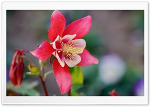 Flower 5K Ultra HD Wallpaper for 4K UHD Widescreen desktop, tablet & smartphone