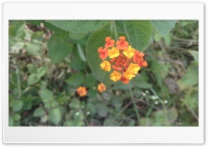 Flower 4K UHD Wallpaper for Widescreen and UltraWide Desktop, UltraHD TV, Smartphone, Tablet