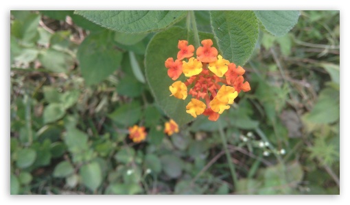 Flower UltraHD Wallpaper for HD 16:9 ;