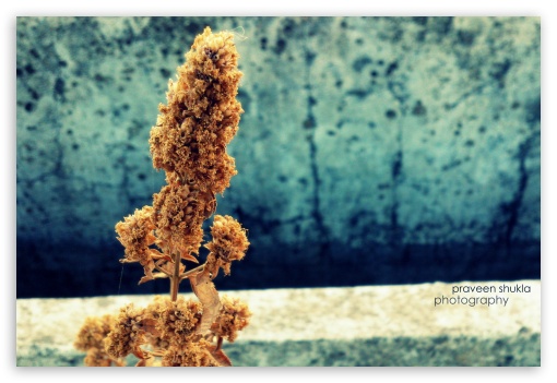 flower UltraHD Wallpaper for Fullscreen 3:2 ;