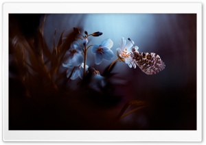 Flower - Butterfly Ultra HD Wallpaper for 4K UHD Widescreen desktop, tablet & smartphone