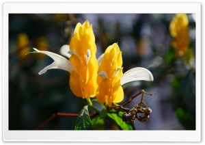 Flower - Makawao, Maui, Hawaii Ultra HD Wallpaper for 4K UHD Widescreen desktop, tablet & smartphone