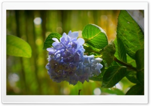 Flower - Violet Ultra HD Wallpaper for 4K UHD Widescreen desktop, tablet & smartphone
