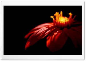 Flower   Dark Ultra HD Wallpaper for 4K UHD Widescreen desktop, tablet & smartphone