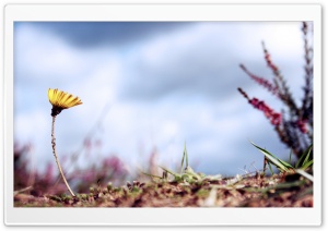 Flower and Ants Ultra HD Wallpaper for 4K UHD Widescreen desktop, tablet & smartphone