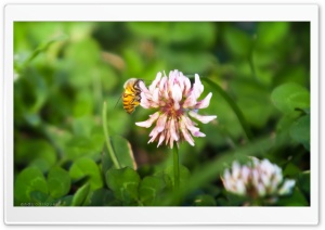 Flower And Bee Ultra HD Wallpaper for 4K UHD Widescreen desktop, tablet & smartphone