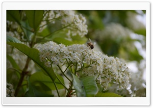 Flower and bee 4K UHD Wallpaper for Widescreen and UltraWide Desktop, UltraHD TV, Smartphone, Tablet