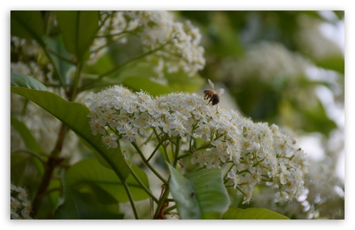 Flower and bee UltraHD Wallpaper for UHD 16:9 ; HD 16:9 ; UltraWide 21:9 24:10 ; Widescreen 16:10 5:3 ; Fullscreen 4:3 5:4 3:2 ; Tablet 1:1 ;