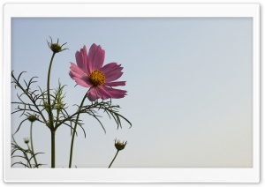 Flower and Poem Ultra HD Wallpaper for 4K UHD Widescreen desktop, tablet & smartphone