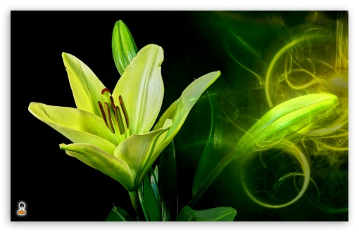 flower art2 UltraHD Wallpaper for Widescreen 16:10 ;