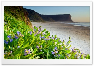 Flower Beach Ultra HD Wallpaper for 4K UHD Widescreen desktop, tablet & smartphone