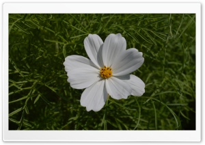 Flower Behnam Ebrahimi Ultra HD Wallpaper for 4K UHD Widescreen desktop, tablet & smartphone