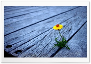 Flower Between Wooden Boards Ultra HD Wallpaper for 4K UHD Widescreen desktop, tablet & smartphone