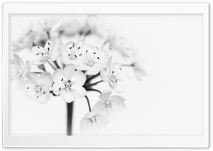 Flower Black and White Ultra HD Wallpaper for 4K UHD Widescreen desktop, tablet & smartphone