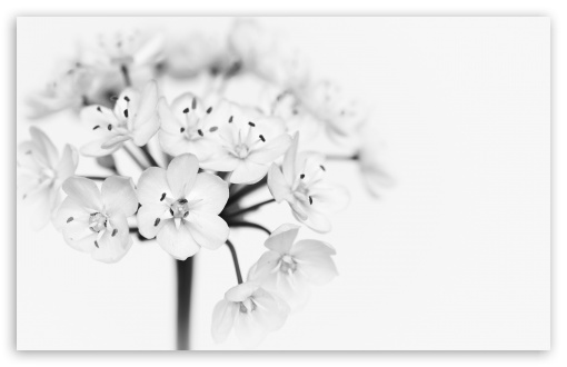 Flower Black And White Ultra Hd Desktop Background Wallpaper For 4k Uhd Tv Widescreen Ultrawide Laptop Tablet Smartphone - Black And White Flower Wallpaper 4k