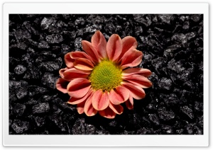 Flower Black Background Ultra HD Wallpaper for 4K UHD Widescreen desktop, tablet & smartphone