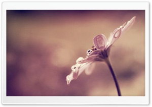 Flower Bokeh Ultra HD Wallpaper for 4K UHD Widescreen desktop, tablet & smartphone