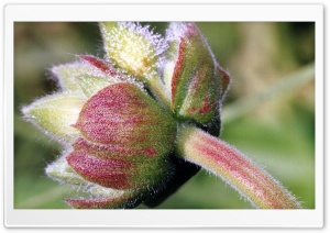 Flower Buds 4K UHD Wallpaper for Widescreen and UltraWide Desktop, UltraHD TV, Smartphone, Tablet