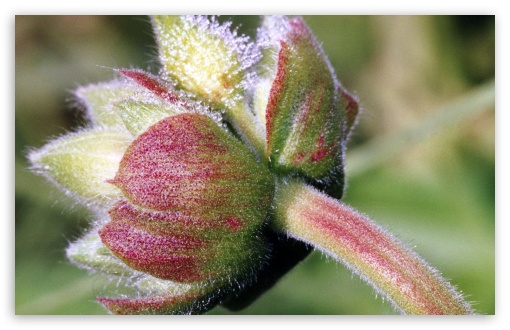 Flower Buds UltraHD Wallpaper for HD 16:9 ; Widescreen 16:10 5:3 ; Fullscreen 4:3 3:2 ;