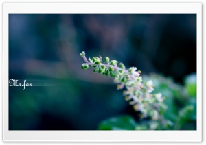 Flower Buds Ultra HD Wallpaper for 4K UHD Widescreen desktop, tablet & smartphone
