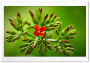Flower Buds Ultra HD Wallpaper for 4K UHD Widescreen desktop, tablet & smartphone