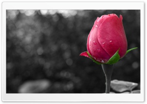Flower Colour Splash Ultra HD Wallpaper for 4K UHD Widescreen desktop, tablet & smartphone