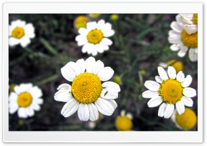 Flower Davoodi Ultra HD Wallpaper for 4K UHD Widescreen desktop, tablet & smartphone
