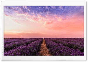 Flower Field Ultra HD Wallpaper for 4K UHD Widescreen desktop, tablet & smartphone