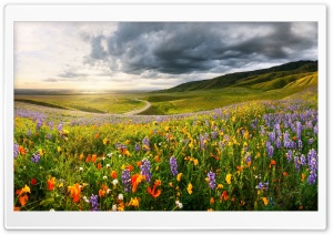 Flower Field Nature Landscape Ultra HD Wallpaper for 4K UHD Widescreen desktop, tablet & smartphone