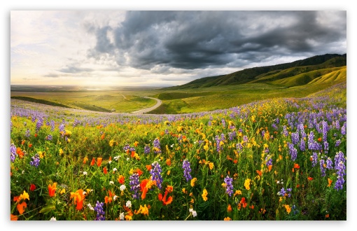 HD wallpaper: ultra hd 8k resolution 7680x4320 nature flower field
