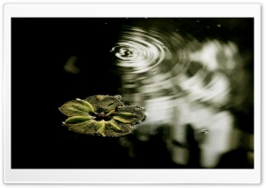 Flower Floating On The Water Ultra HD Wallpaper for 4K UHD Widescreen desktop, tablet & smartphone