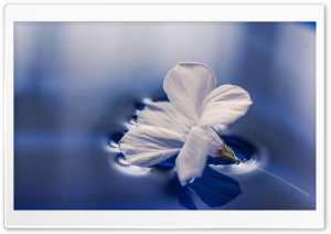 Flower Floating On Water Ultra HD Wallpaper for 4K UHD Widescreen desktop, tablet & smartphone