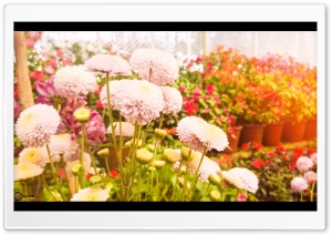 FLOWER IN KERALA Ultra HD Wallpaper for 4K UHD Widescreen desktop, tablet & smartphone
