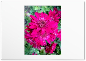 Flower in my garden Ultra HD Wallpaper for 4K UHD Widescreen desktop, tablet & smartphone