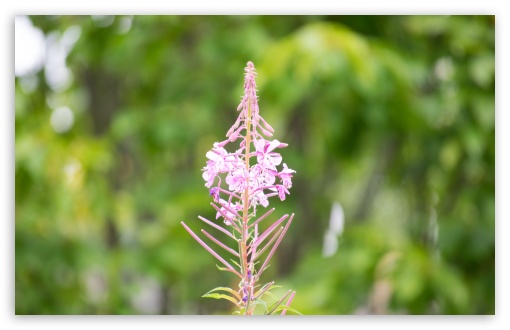 Flower in my Garden UltraHD Wallpaper for UHD 16:9 ; HD 16:9 ; Widescreen 16:10 5:3 ; Fullscreen 3:2 ;