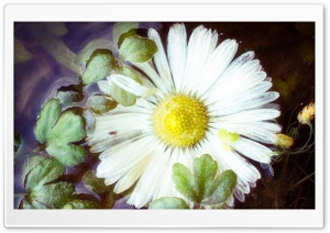 Flower In Water Ultra HD Wallpaper for 4K UHD Widescreen desktop, tablet & smartphone