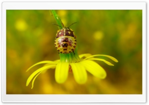 Flower Insect Ultra HD Wallpaper for 4K UHD Widescreen desktop, tablet & smartphone