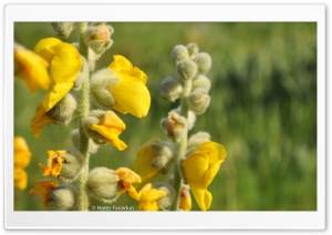 Flower-Kurdistan Ultra HD Wallpaper for 4K UHD Widescreen desktop, tablet & smartphone