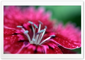 Flower Macro Ultra HD Wallpaper for 4K UHD Widescreen desktop, tablet & smartphone