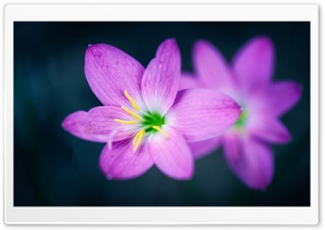 Flower Macro Photography Ultra HD Wallpaper for 4K UHD Widescreen desktop, tablet & smartphone