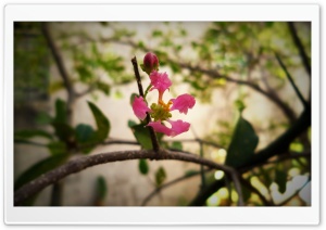 Flower of cherry 4K UHD Wallpaper for Widescreen and UltraWide Desktop, UltraHD TV, Smartphone, Tablet