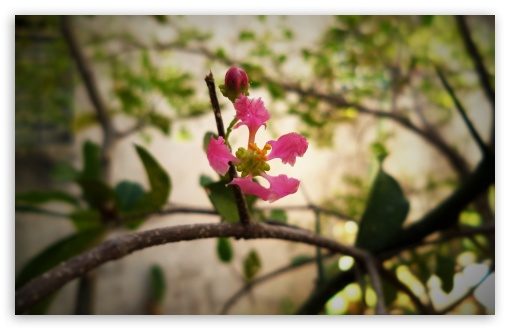 Flower of cherry UltraHD Wallpaper for UHD 16:9 ; HD 16:9 ; Widescreen 16:10 5:3 ; Fullscreen 4:3 ;