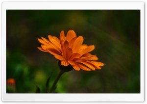 Flower of the Day Ultra HD Wallpaper for 4K UHD Widescreen desktop, tablet & smartphone