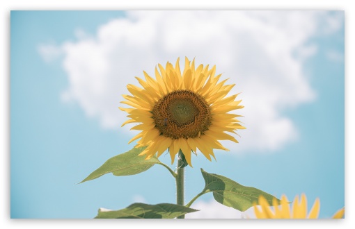 Flower of the Sun UltraHD Wallpaper for UHD 16:9 ; HD 16:9 ; UltraWide 21:9 24:10 32:9 32:10 ; Widescreen 16:10 5:3 ; Fullscreen 4:3 5:4 3:2 ; Tablet 1:1 ; Mobile 9:16 9:19.5 9:20 9:21 9:22 10:16 2:3 3:5 3:4 ; Dual 16:10 5:3 16:9 4:3 5:4 3:2 ;