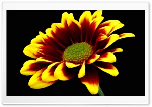 Flower On Black Background Ultra HD Wallpaper for 4K UHD Widescreen desktop, tablet & smartphone