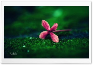 Flower on Grass Ultra HD Wallpaper for 4K UHD Widescreen desktop, tablet & smartphone