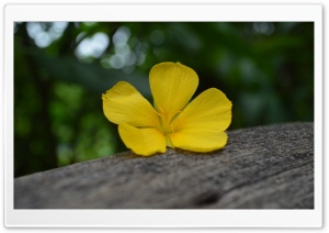 Flower on the Timber Ultra HD Wallpaper for 4K UHD Widescreen desktop, tablet & smartphone