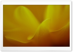 Flower Petals Ultra HD Wallpaper for 4K UHD Widescreen desktop, tablet & smartphone