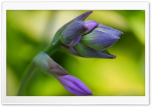 Flower Petals Macro Yellow Background Ultra HD Wallpaper for 4K UHD Widescreen desktop, tablet & smartphone